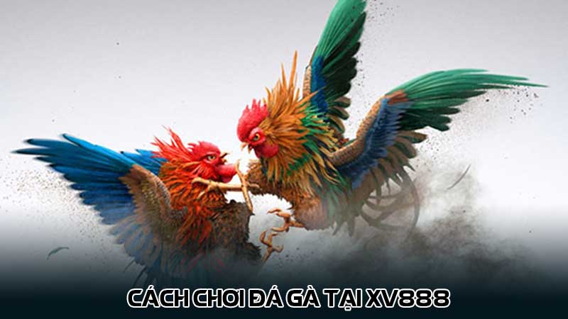 Cách chơi đá gà tại Xv888