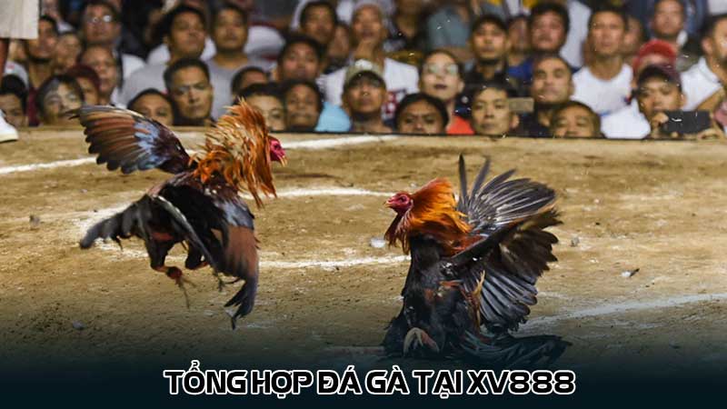 Tổng hợp đá gà tại Xv888